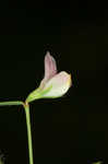 American bird's-foot trefoil